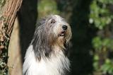 BEARDED COLLIE 384